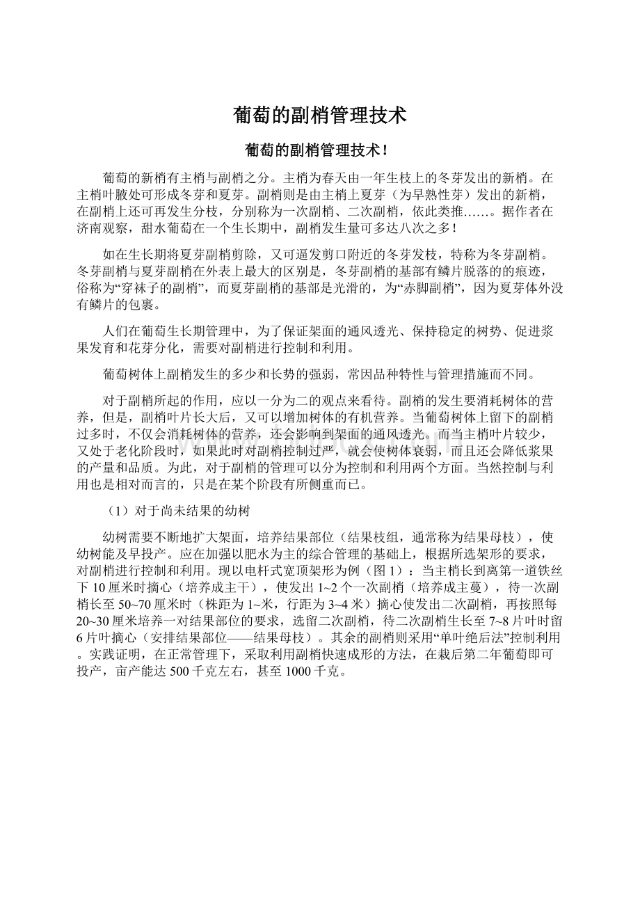 葡萄的副梢管理技术Word下载.docx