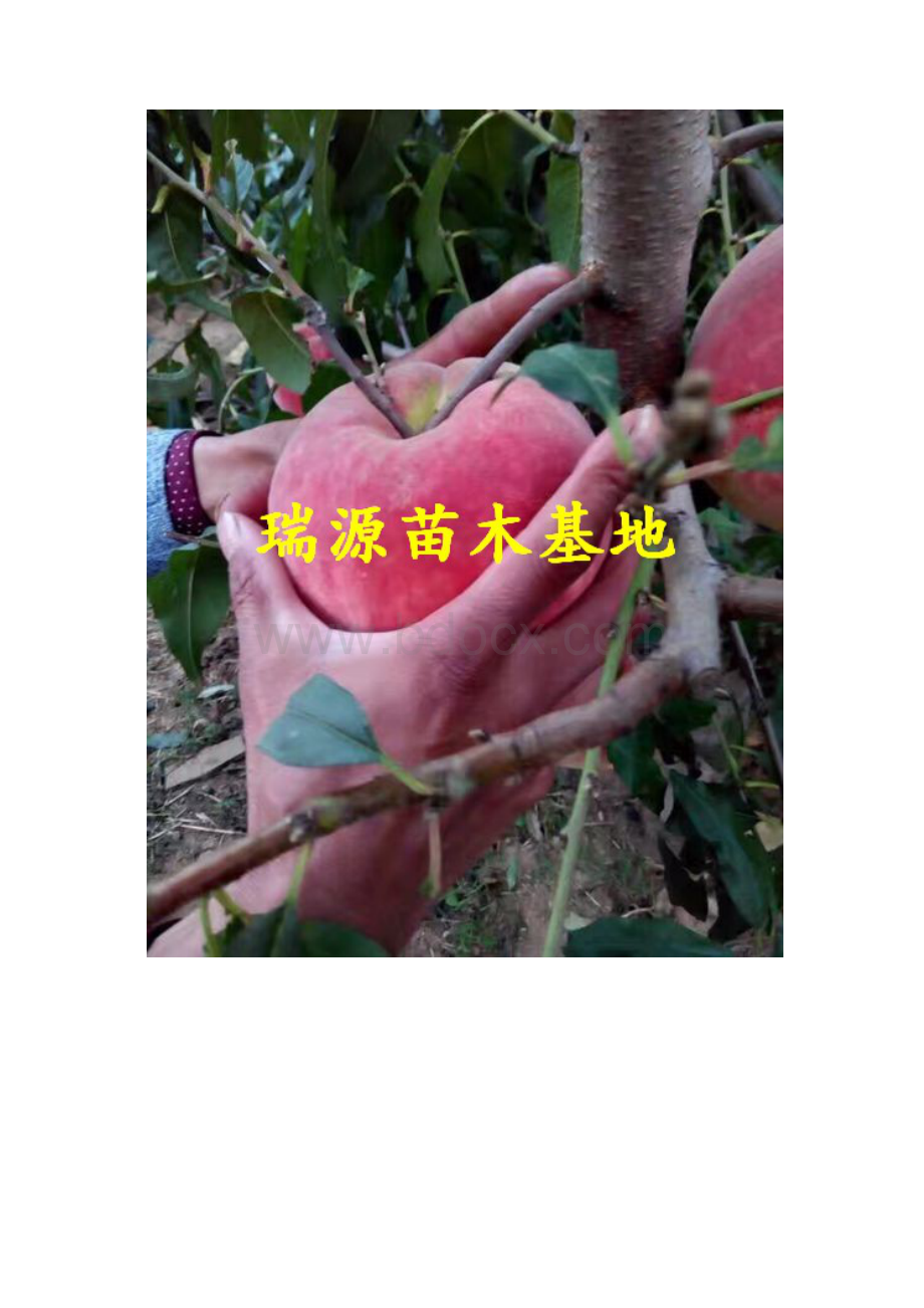 晚熟桃树新品种.docx_第2页