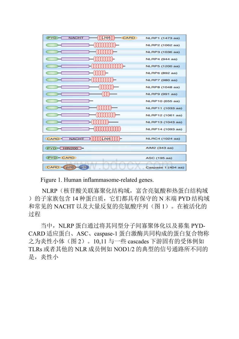 肾脏疾病中炎性小体的最新研究进展102.docx_第3页