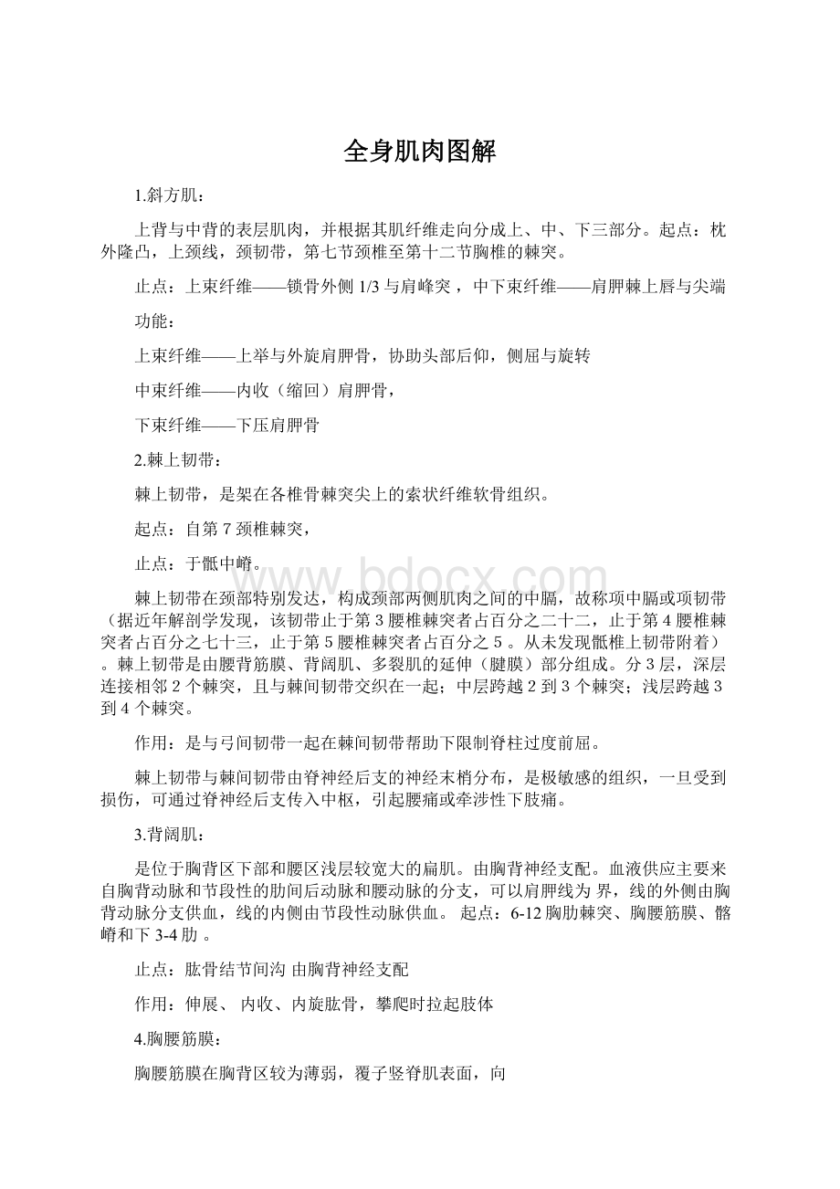 全身肌肉图解Word格式文档下载.docx