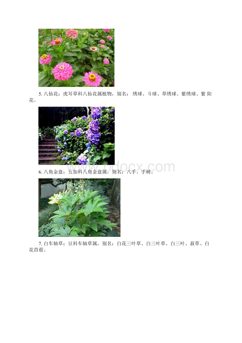 厦门103种常见植物Word格式.docx_第2页