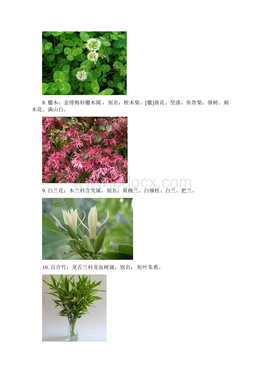 厦门103种常见植物Word格式.docx_第3页