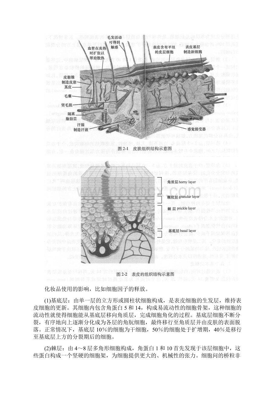 第02章与化妆品相关的皮肤科学精品版.docx_第2页