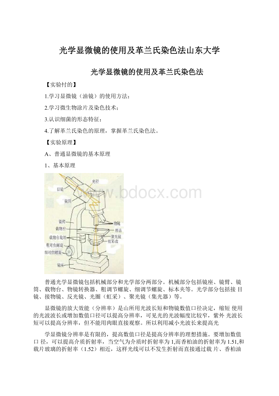 光学显微镜的使用及革兰氏染色法山东大学.docx