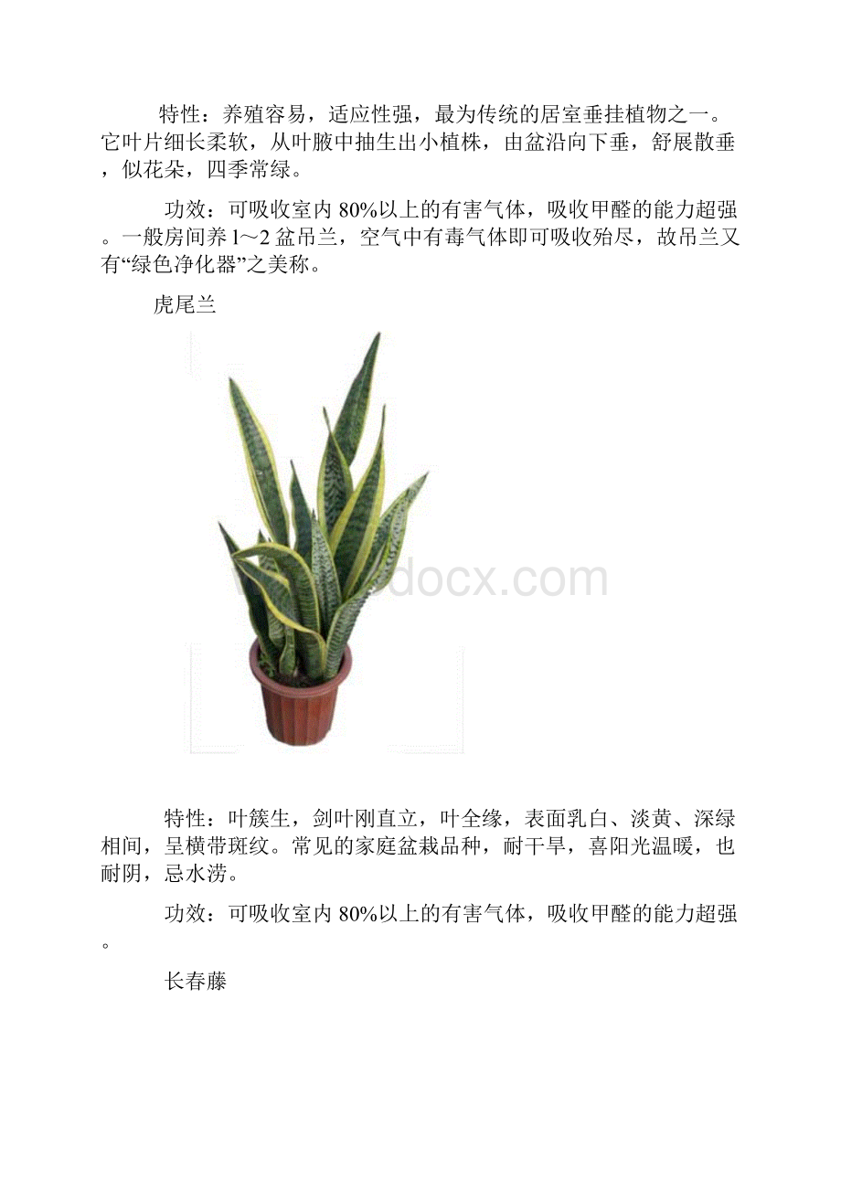 整理十大除甲醛花草Word文档格式.docx_第2页