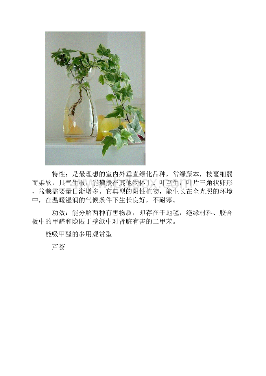 整理十大除甲醛花草Word文档格式.docx_第3页