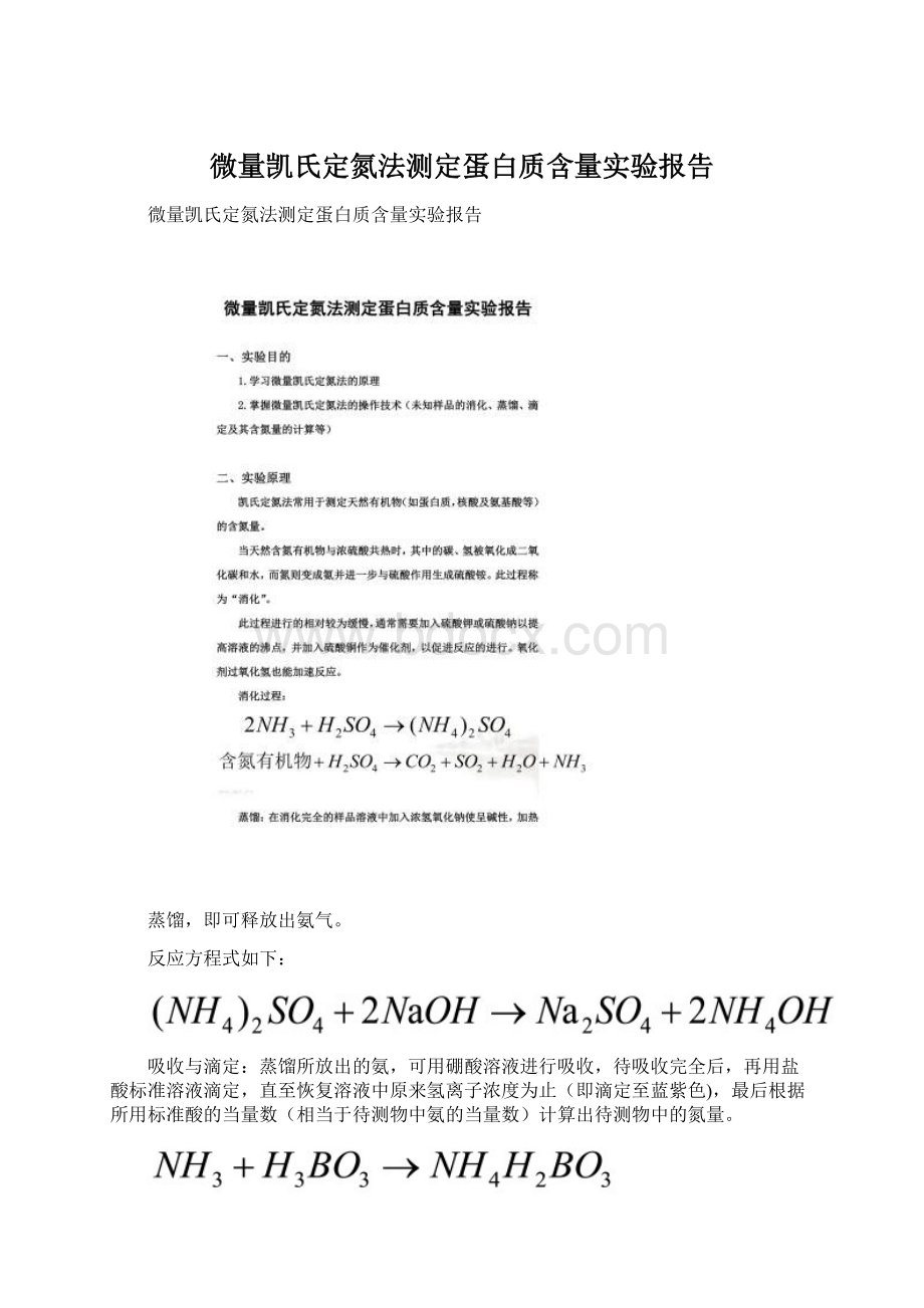 微量凯氏定氮法测定蛋白质含量实验报告Word文档格式.docx