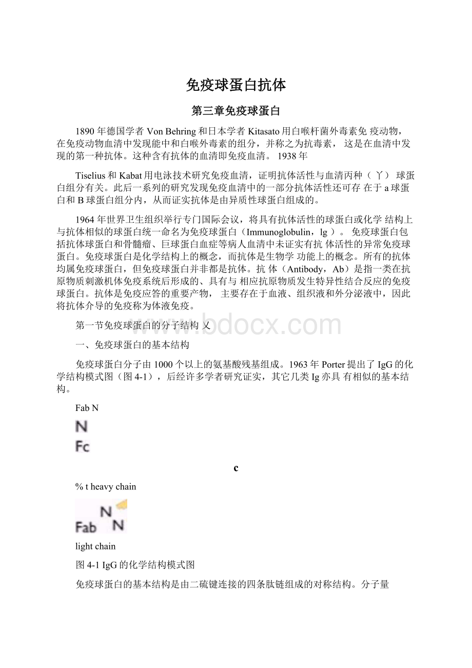 免疫球蛋白抗体Word下载.docx