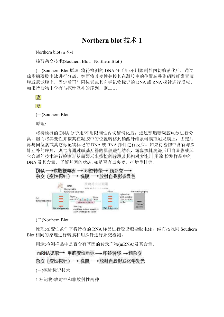 Northern blot技术1.docx