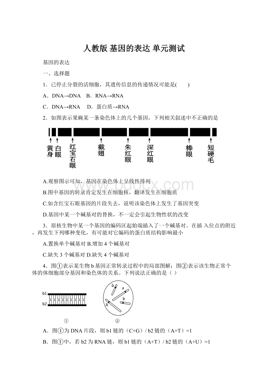 人教版 基因的表达 单元测试文档格式.docx_第1页