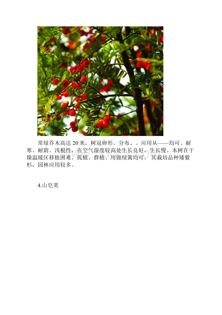 东北常用30种景观植物文档格式.docx_第3页