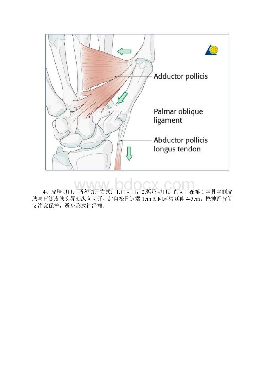 手术第1掌骨基底桡掌侧入路Word文件下载.docx_第3页