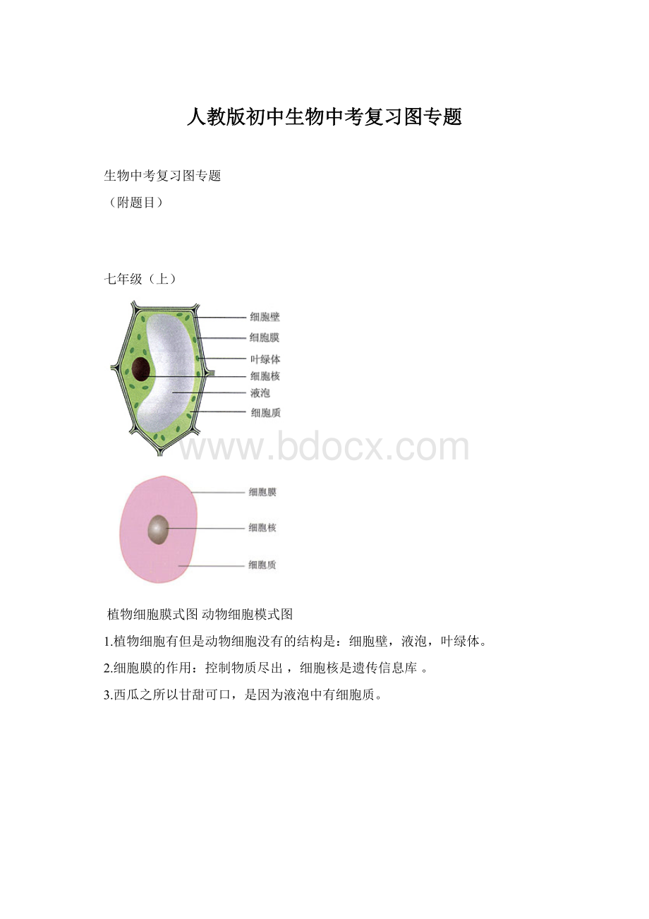 人教版初中生物中考复习图专题Word下载.docx