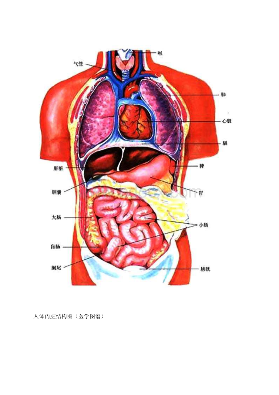 人体内脏位置分布图解读.docx_第2页