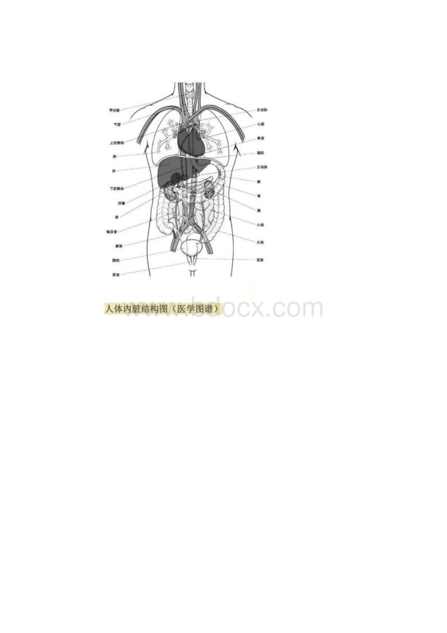 人体内脏位置分布图解读.docx_第3页