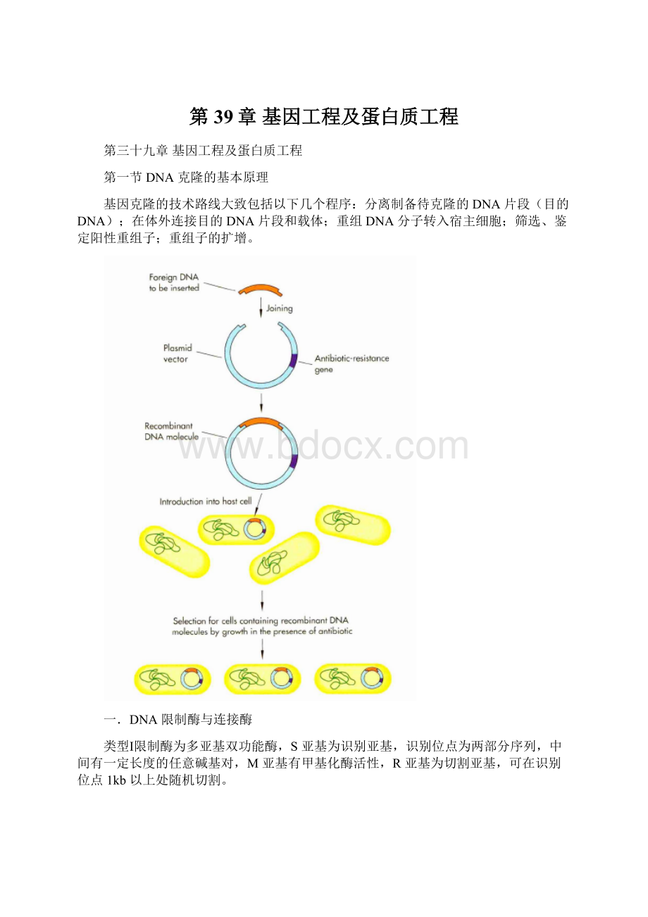 第39章 基因工程及蛋白质工程.docx_第1页