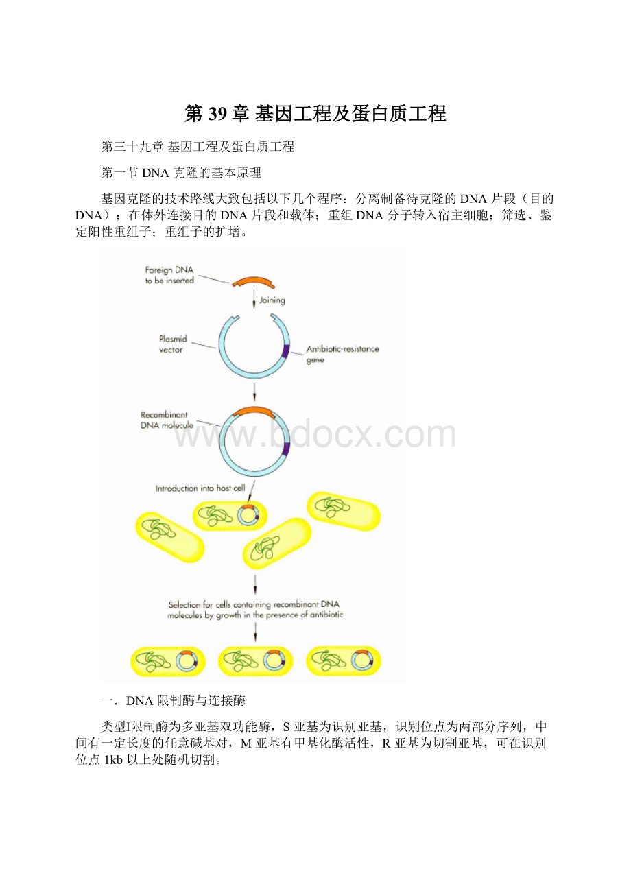 第39章 基因工程及蛋白质工程.docx