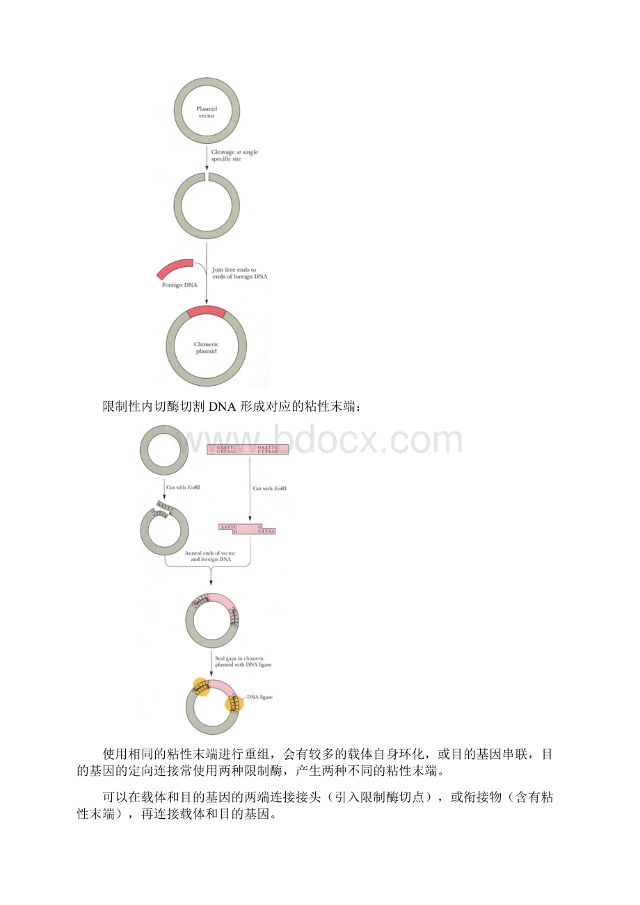 第39章 基因工程及蛋白质工程.docx_第3页