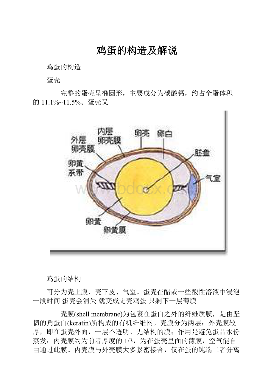 鸡蛋的构造及解说Word格式文档下载.docx