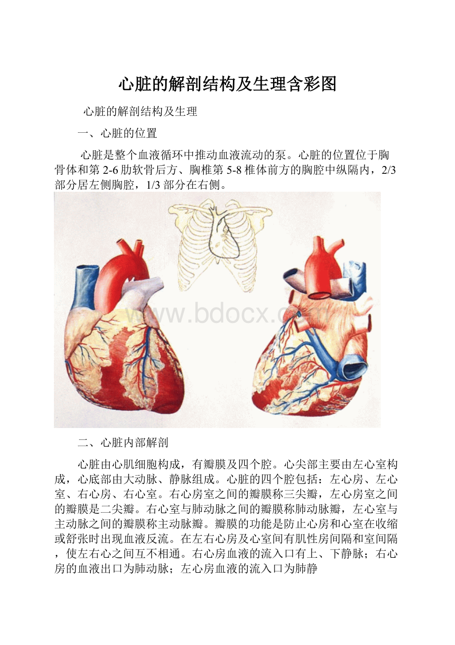 心脏的解剖结构及生理含彩图Word文档格式.docx