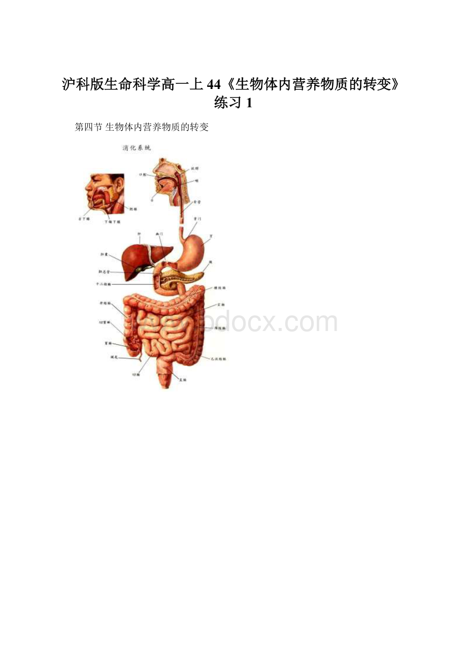 沪科版生命科学高一上44《生物体内营养物质的转变》练习1.docx_第1页