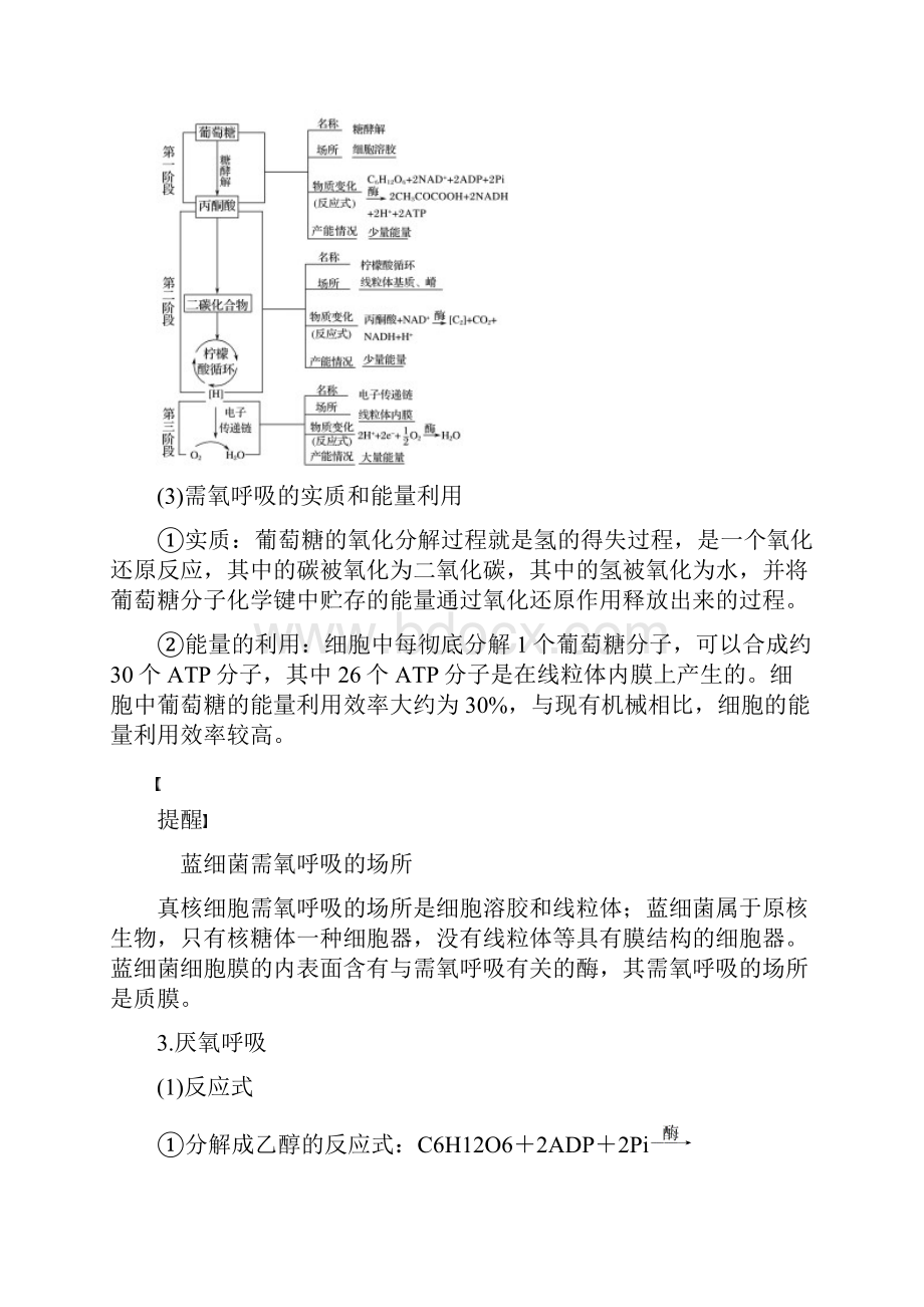 届 一轮复习 浙科版 细胞呼吸 学案.docx_第2页