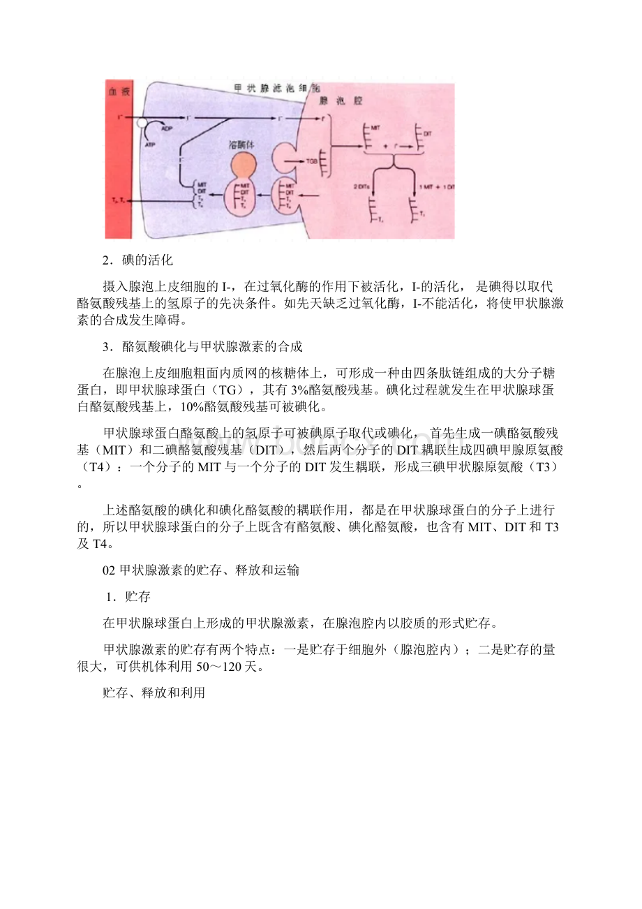 甲状腺激素相关问题释疑.docx_第2页