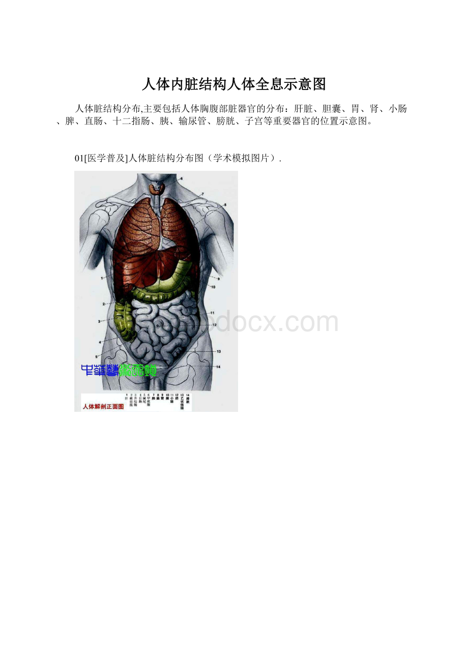 人体内脏结构人体全息示意图.docx_第1页