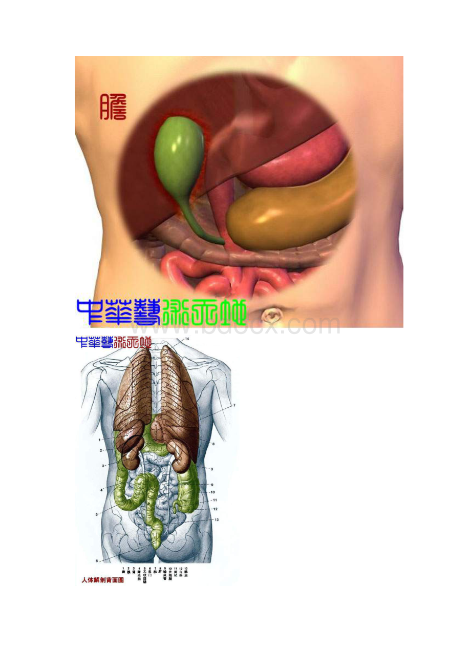 人体内脏结构人体全息示意图.docx_第2页