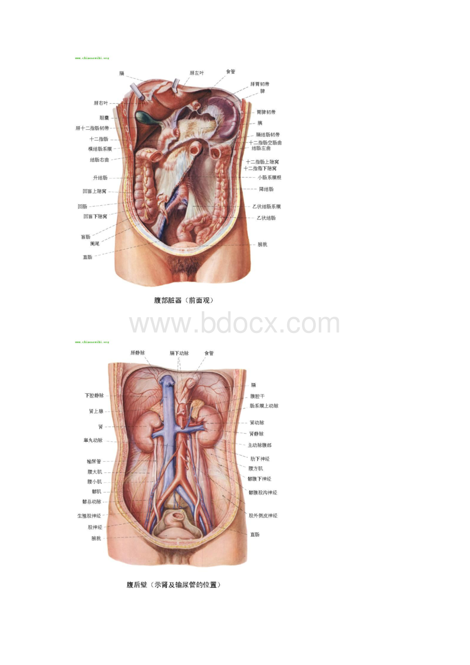 人体内脏器官分布图.docx_第2页