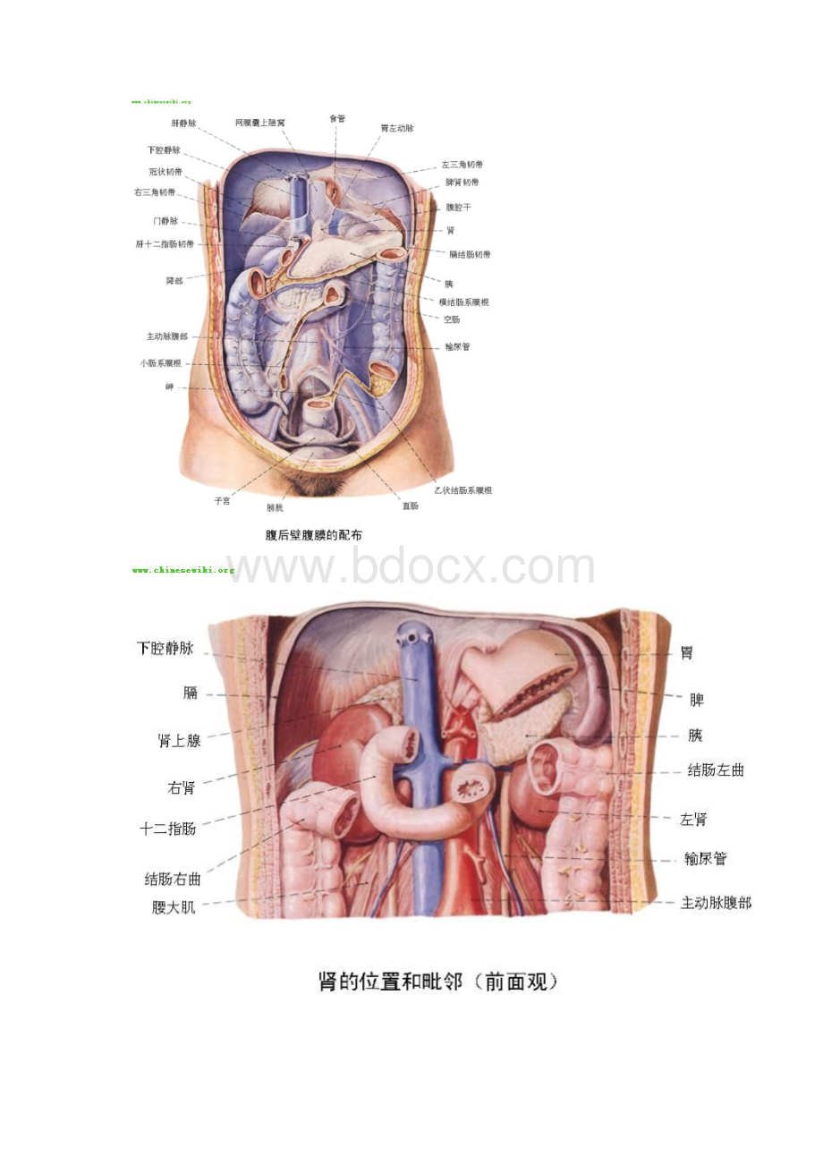 人体内脏器官分布图.docx_第3页