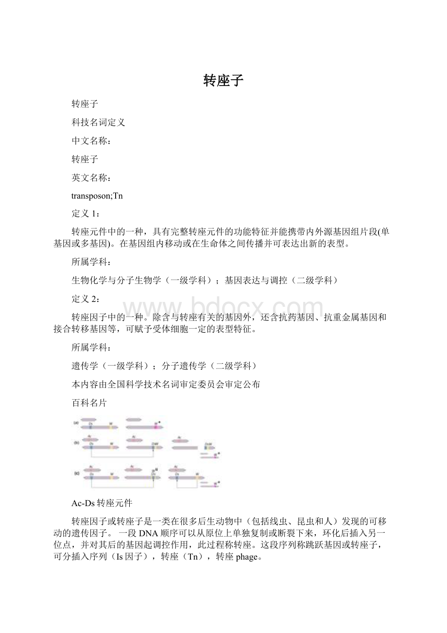 转座子Word下载.docx