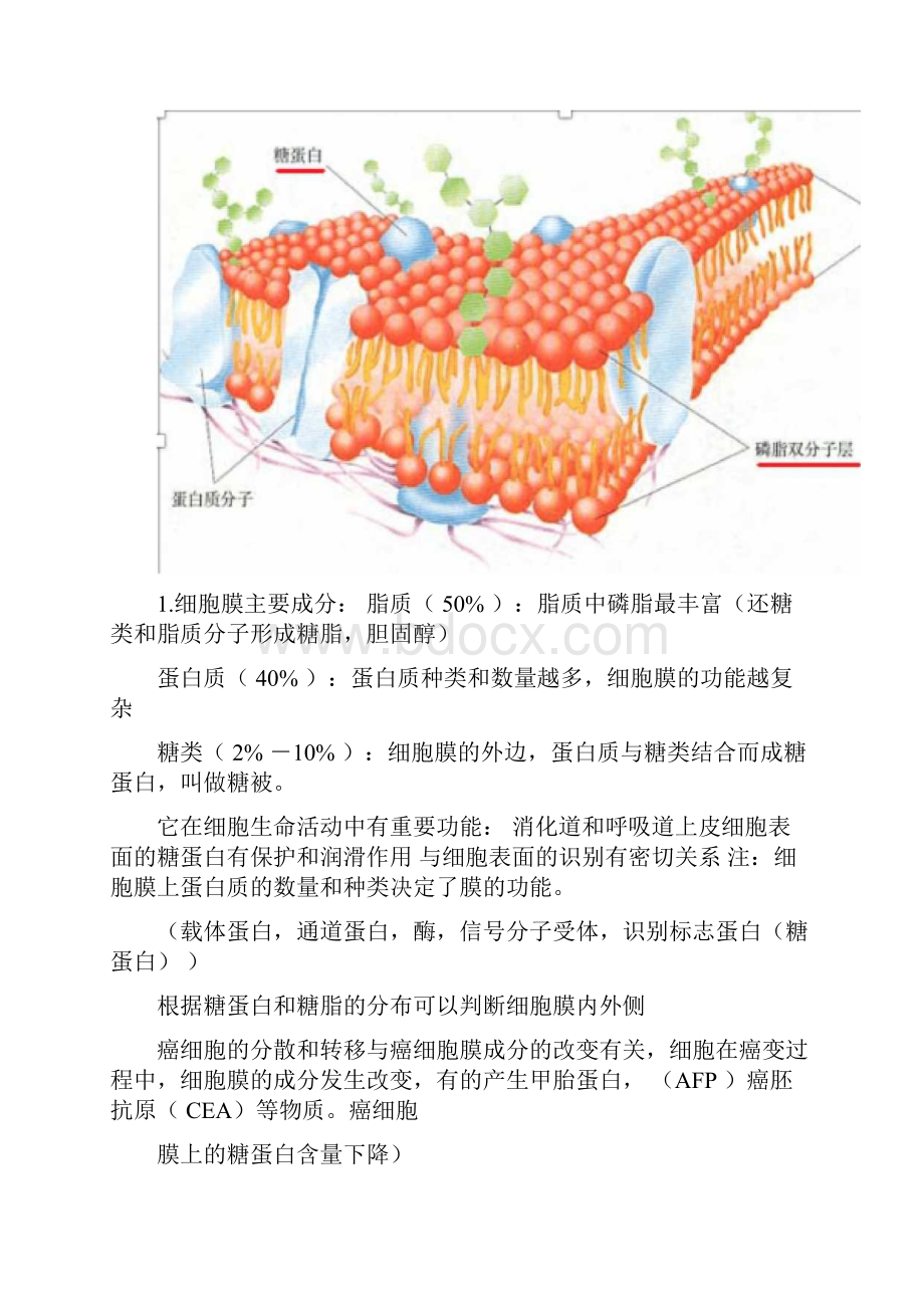 高中生物细胞的基本结构知识点总结.docx_第2页