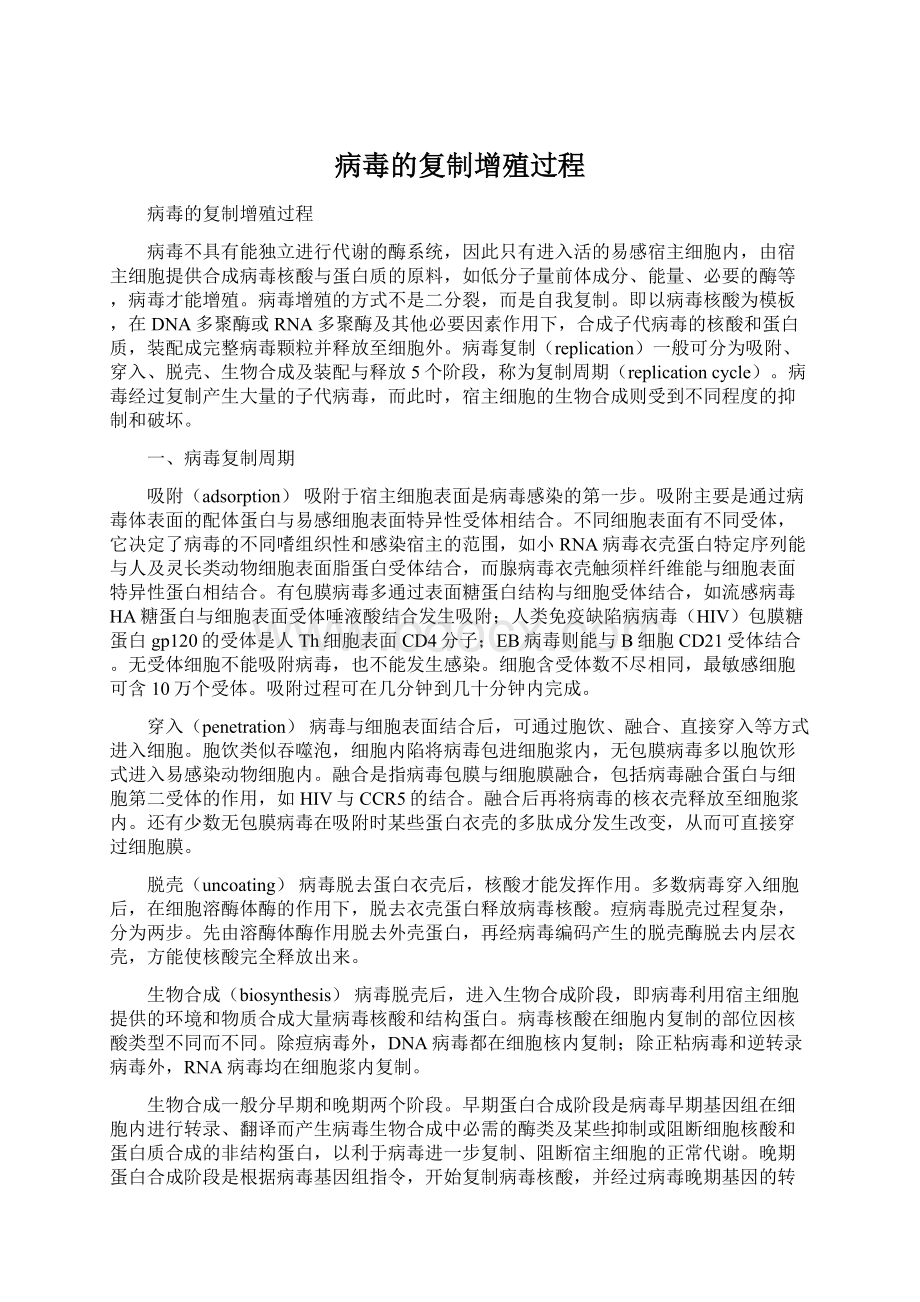 病毒的复制增殖过程Word格式文档下载.docx_第1页