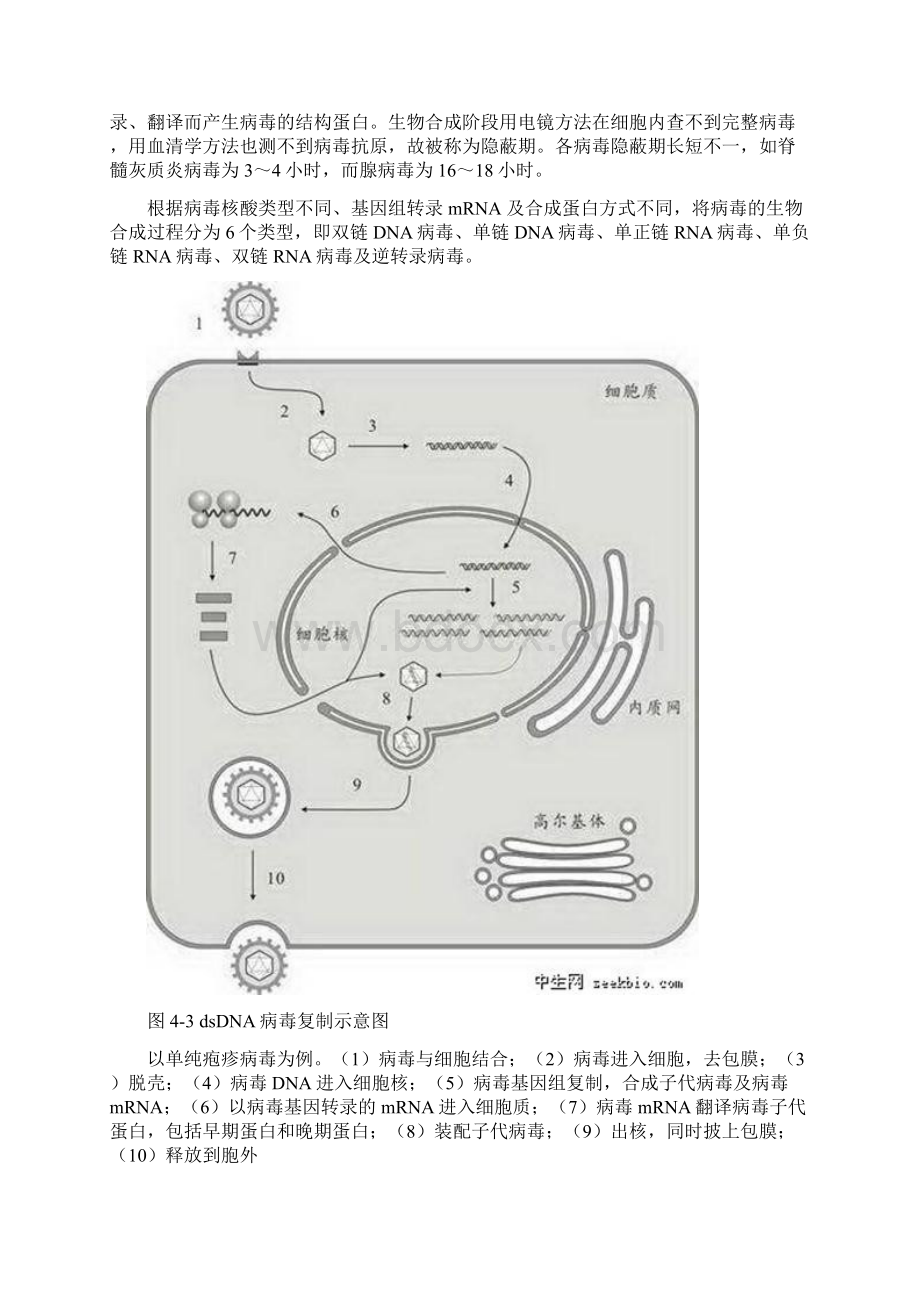 病毒的复制增殖过程Word格式文档下载.docx_第2页