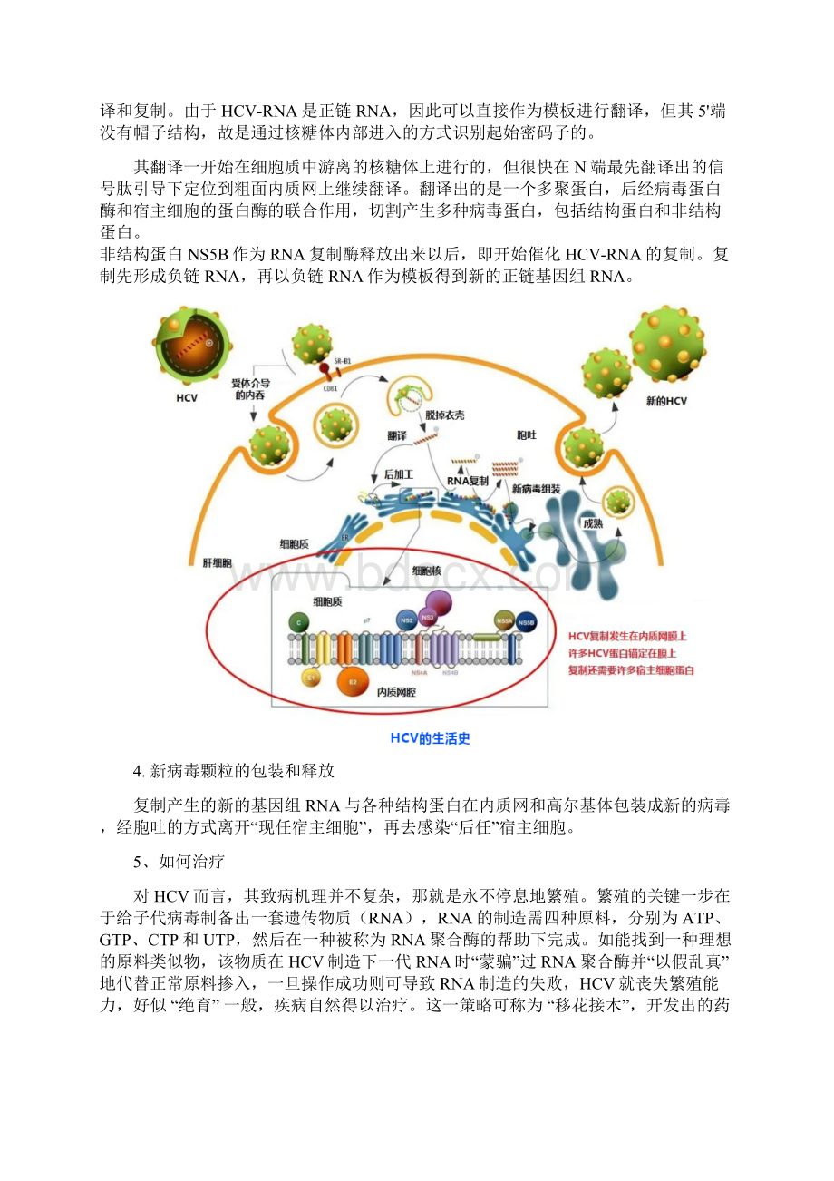 诺贝尔生理学或医学奖和化学奖中的高考考点整理文档格式.docx_第3页