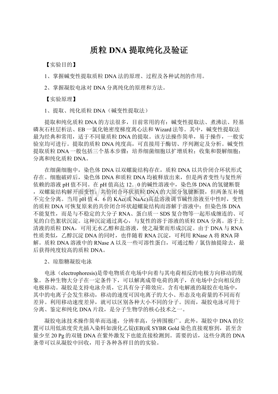 质粒DNA提取纯化及验证.docx_第1页