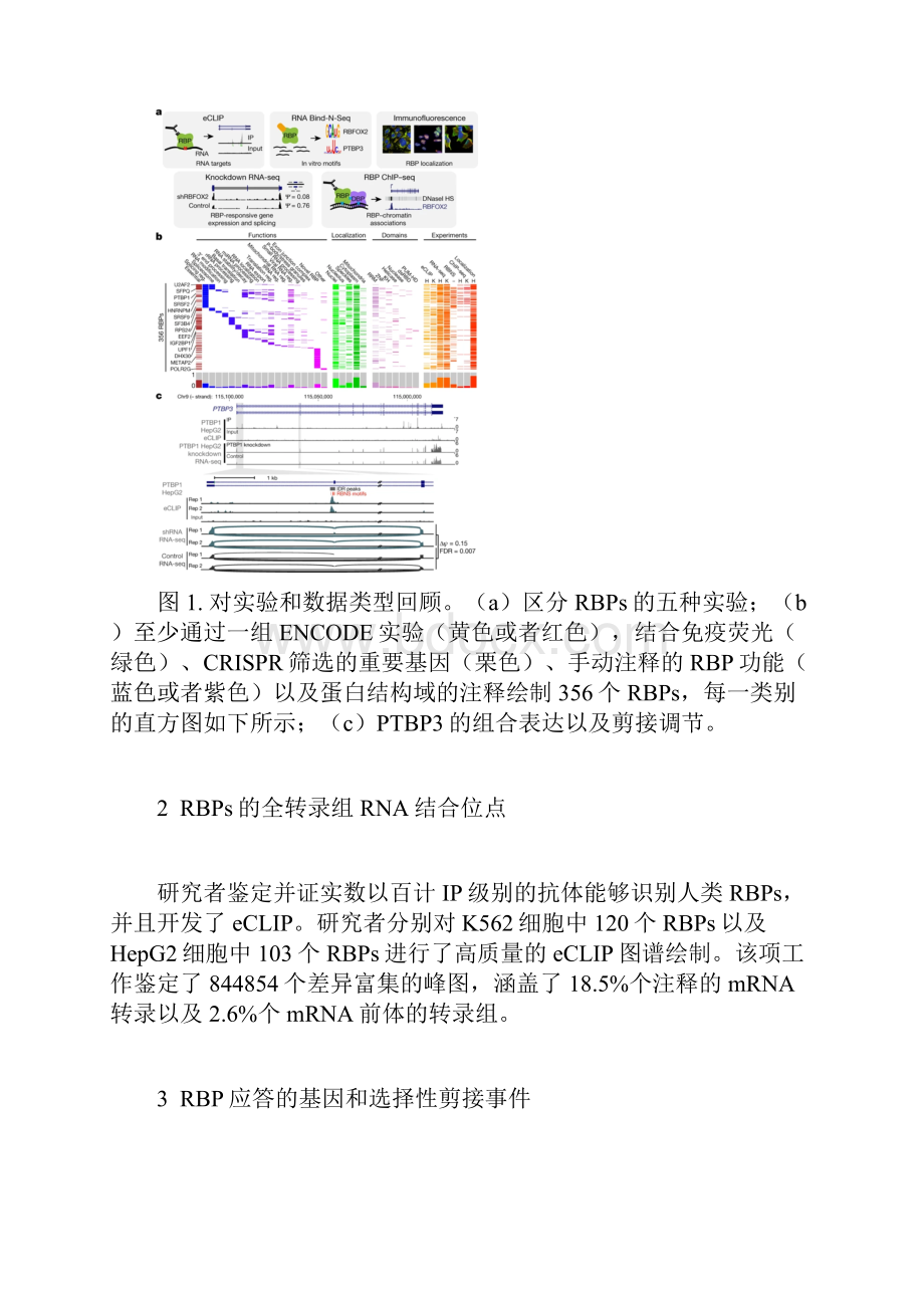 人类RNA结合蛋白的大规模结合及功能图.docx_第3页