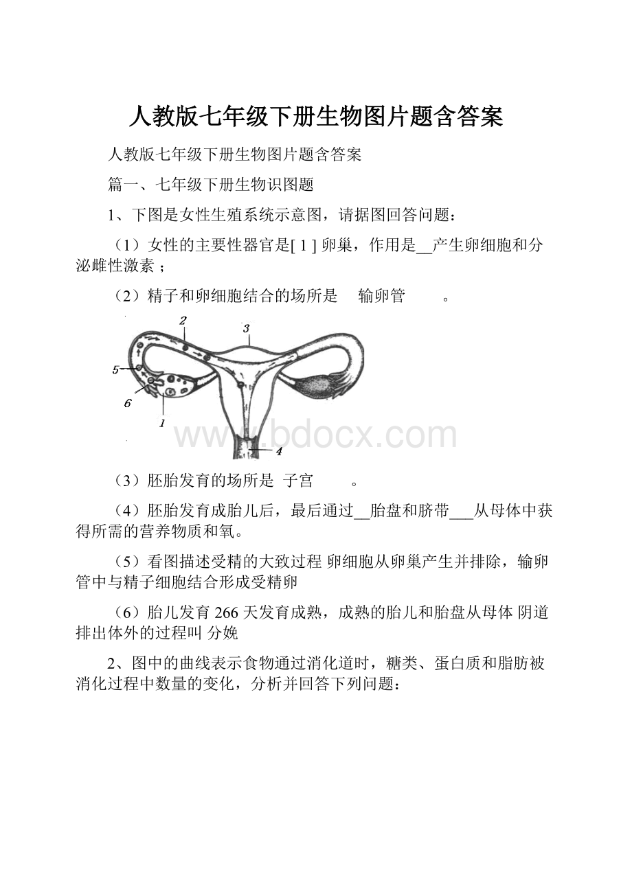 人教版七年级下册生物图片题含答案.docx_第1页