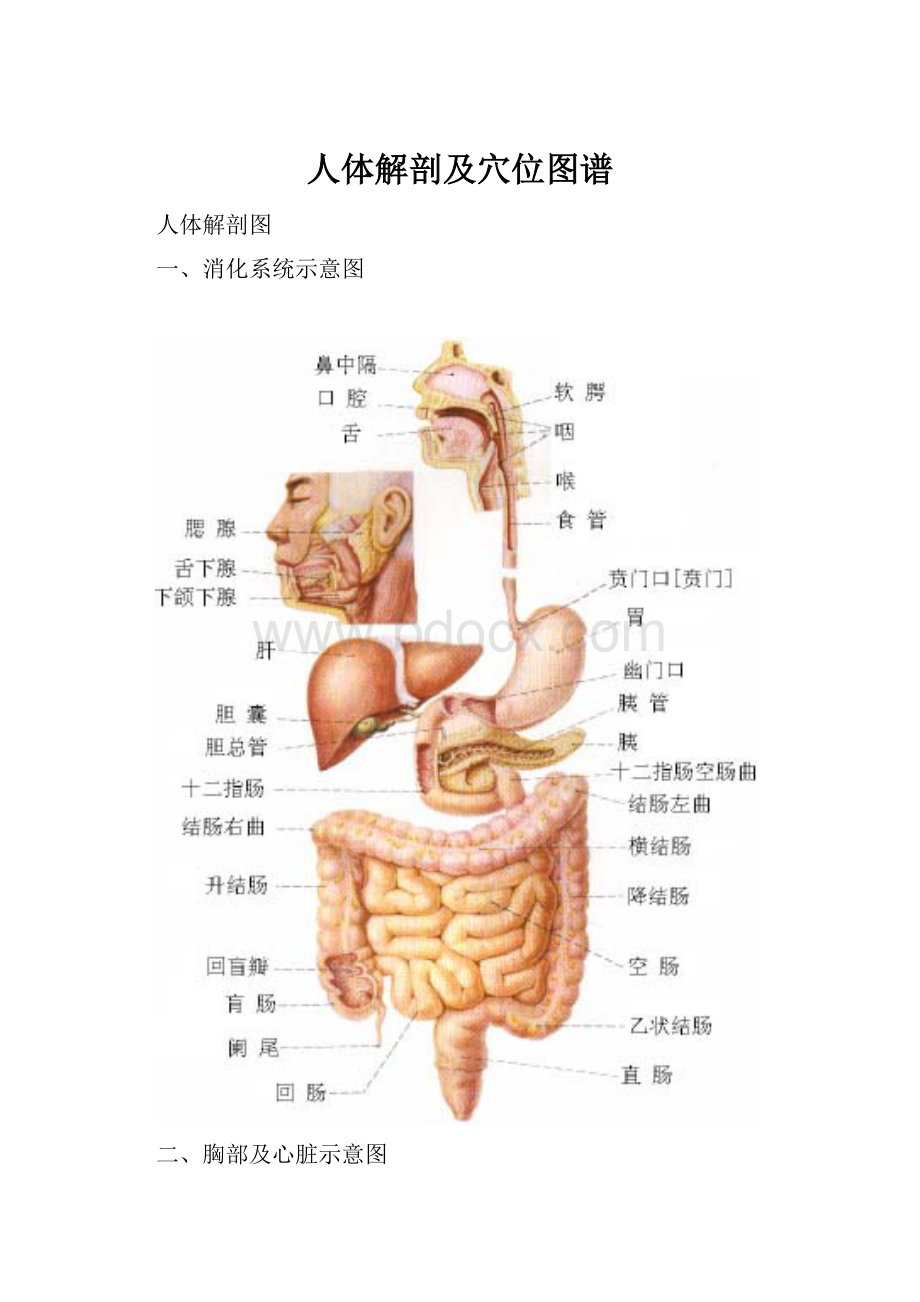 人体解剖及穴位图谱.docx_第1页