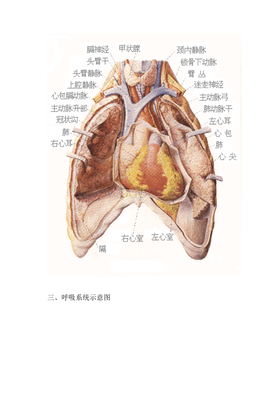 人体解剖及穴位图谱.docx_第2页