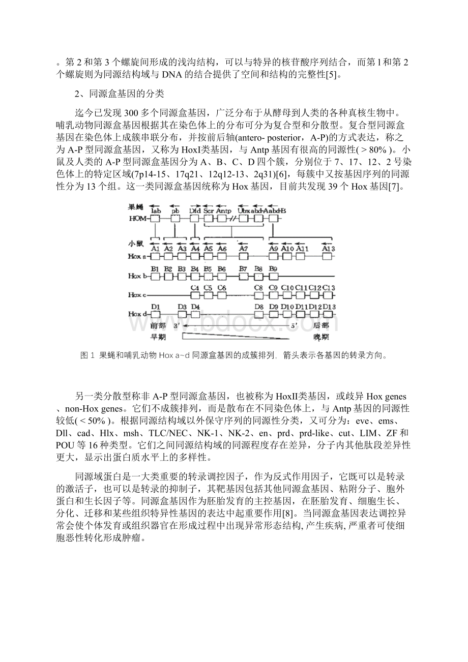 POU同源域蛋白的结构及其在发育中的作用.docx_第2页