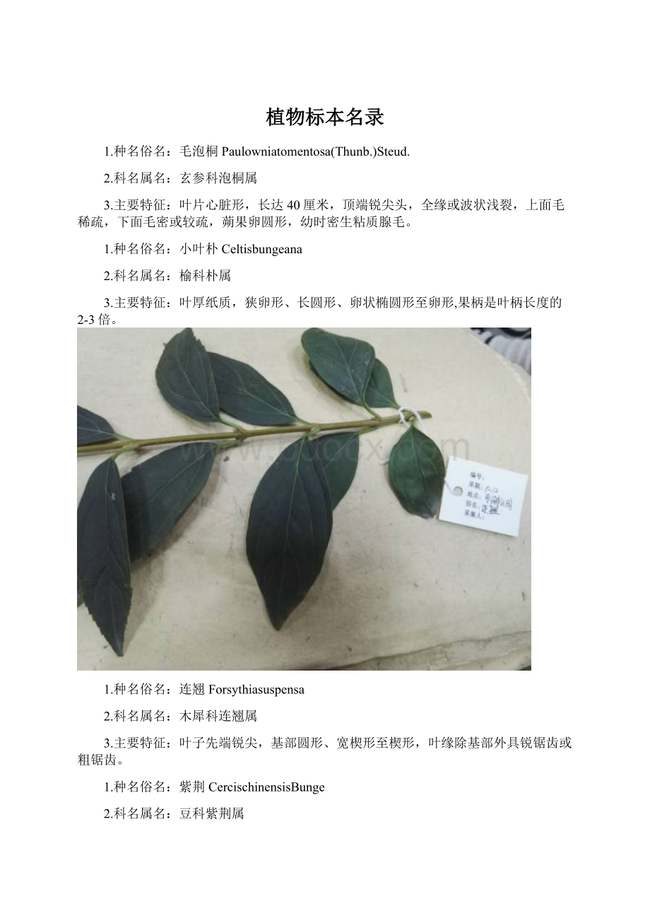 植物标本名录Word文档下载推荐.docx_第1页