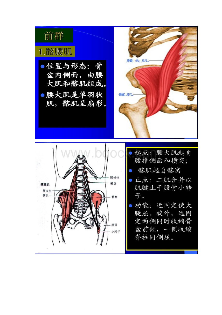 运动解剖学 下肢肌武汉体育学院体育科技学院马汇总.docx_第2页
