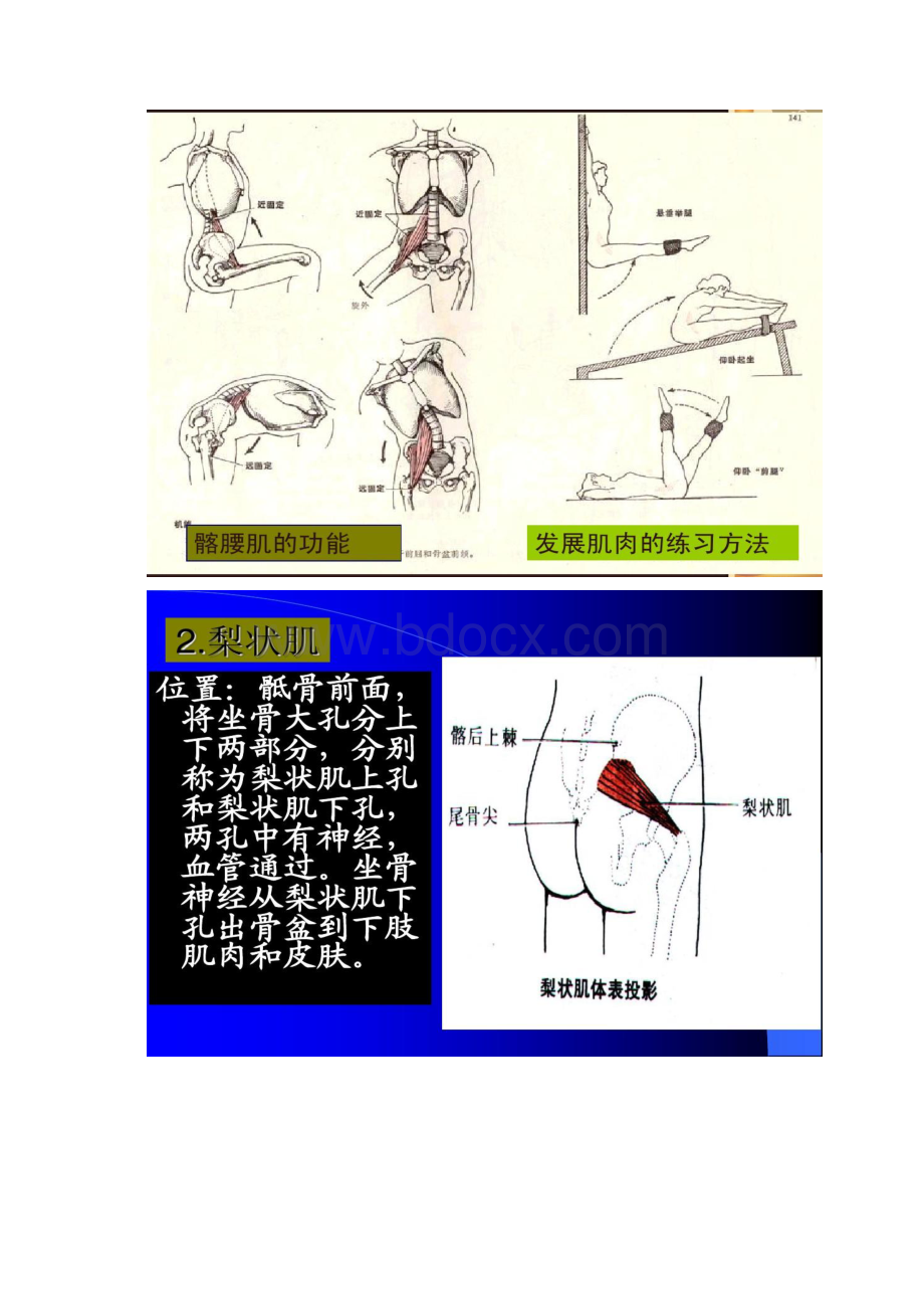 运动解剖学 下肢肌武汉体育学院体育科技学院马汇总.docx_第3页