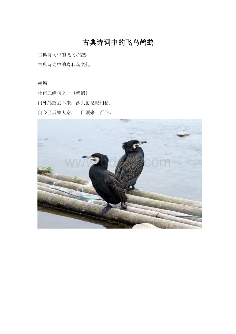 古典诗词中的飞鸟鸬鹚Word文档格式.docx_第1页