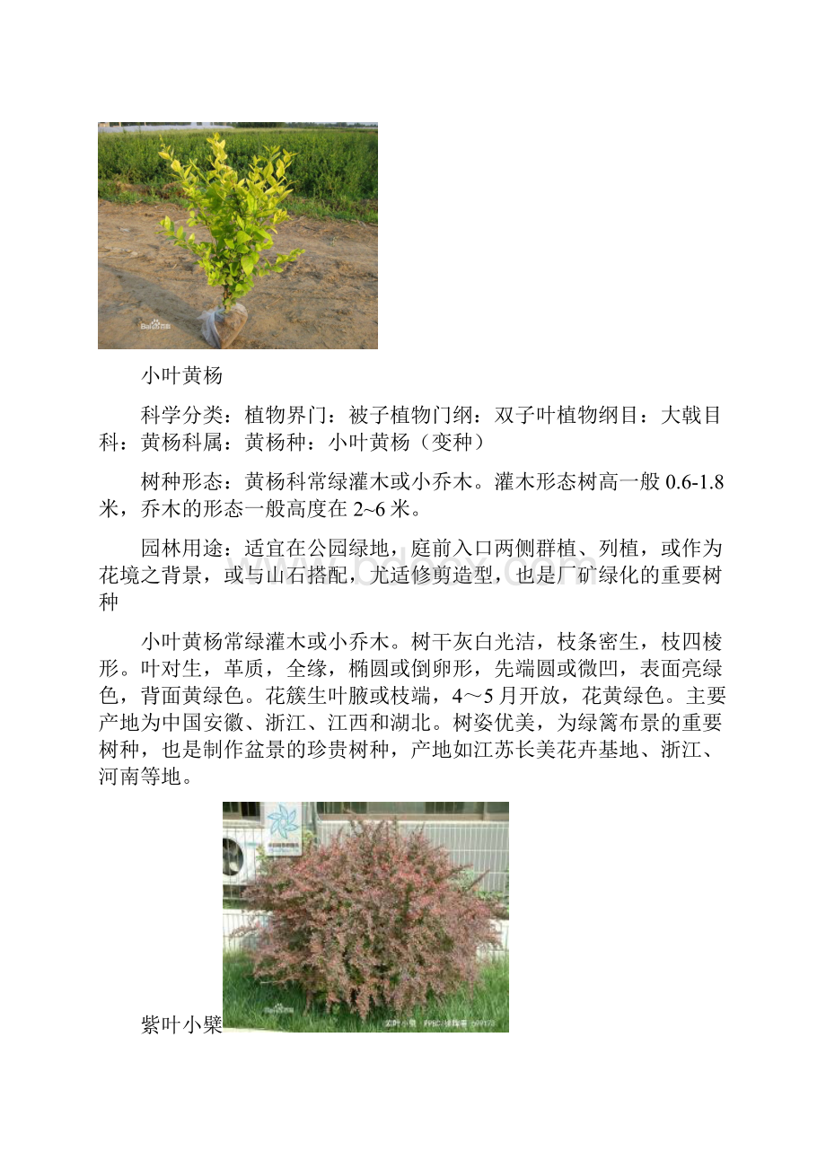 景观植物学作业Word格式文档下载.docx_第3页