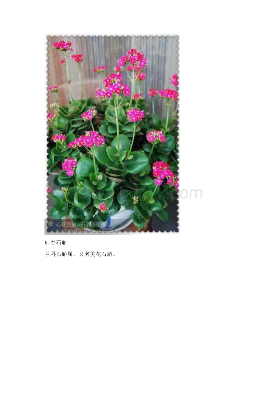 常用花镜多年生草本植物概述.docx_第3页