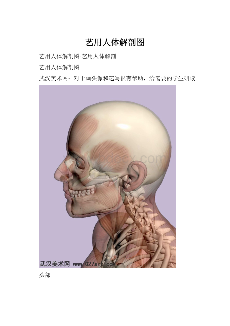 艺用人体解剖图.docx