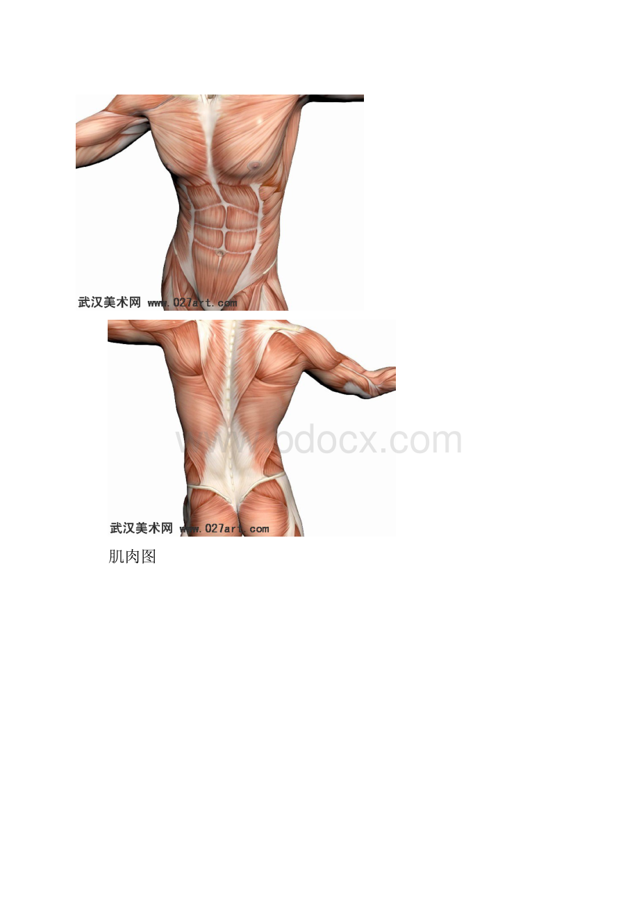 艺用人体解剖图.docx_第2页